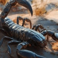 Protect Your Hardwood Flooring From Scorpions: The Best Pest Control Tips For Las Vegas Homes
